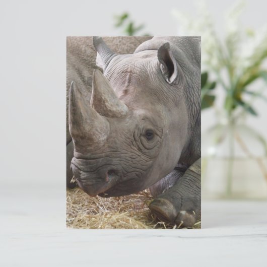 Invitations de rhinocéros (Debout devant)