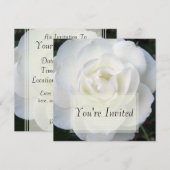 Invitations de rose blanc (Devant / Derrière)