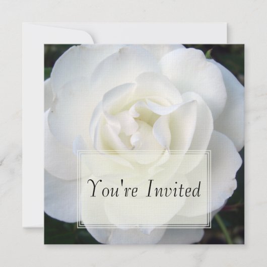Invitations de rose blanc (Devant)