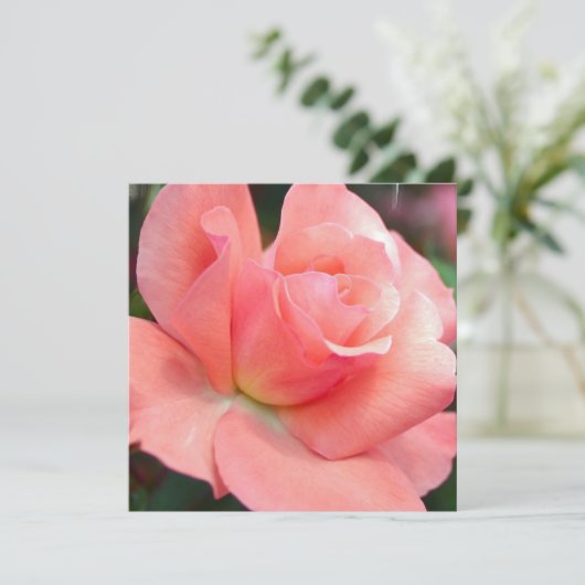 Invitations de rose rose (Debout devant)