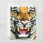 Invitations de tigres (Devant)