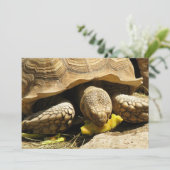 Invitations de tortues (Debout devant)