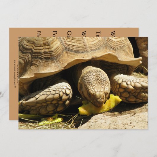Invitations de tortues (Devant / Derrière)