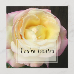 Invitations des Roses de paix