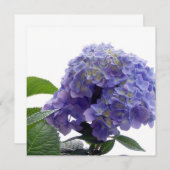 Invitations d'Hydrangea Bush (Devant / Derrière)