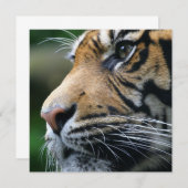 Invitations d'images de tigres (Devant / Derrière)