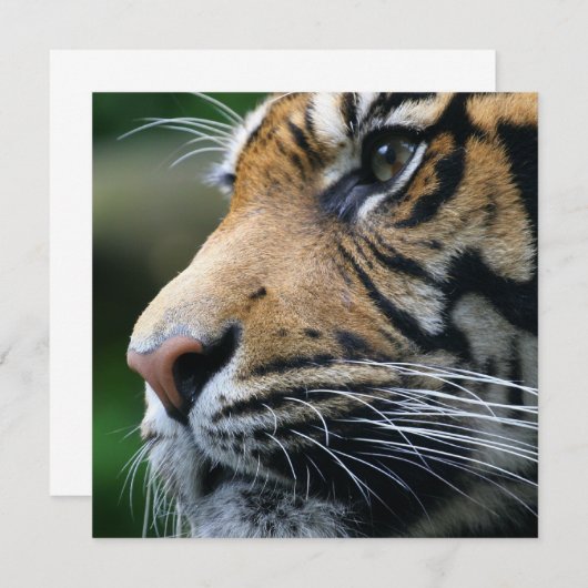 Invitations d'images de tigres (Devant / Derrière)