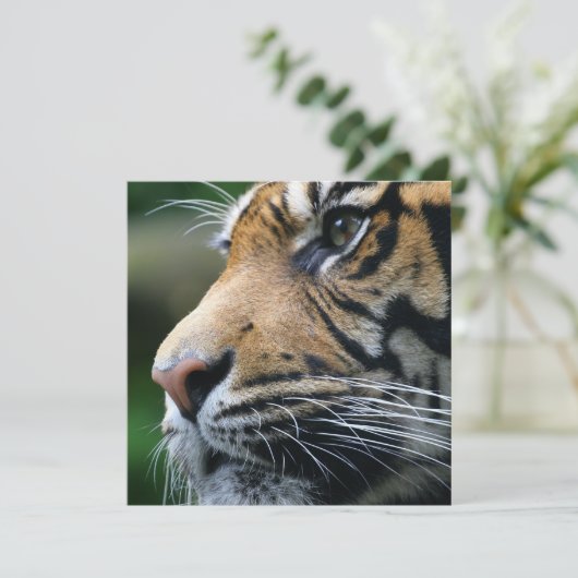 Invitations d'images de tigres (Debout devant)