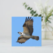 Invitations d'Osprey Bird (Debout devant)