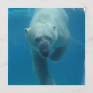 Invitations d'ours polaires à nager