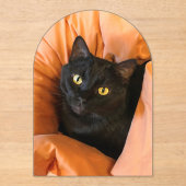 Invitations En Acrylique Joli chat noir (Recto)