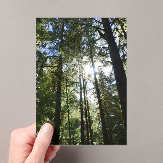 Invitations En Acrylique Sunlight Through Pine Trees (In situ (ordinateur de poche))