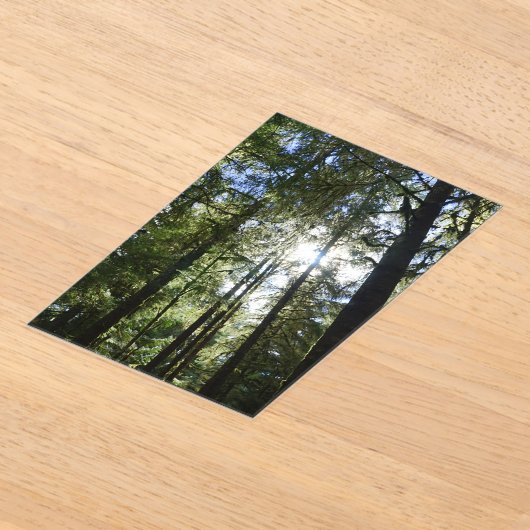 Invitations En Acrylique Sunlight Through Pine Trees (Poser)