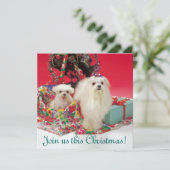 Invitations maltaises de Noël (Debout devant)