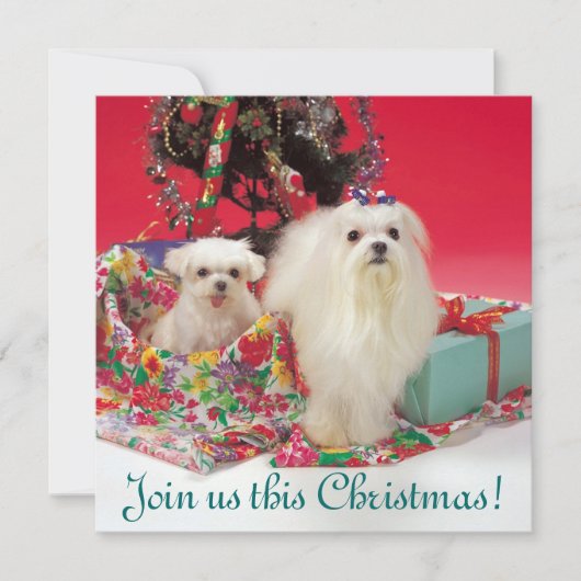 Invitations maltaises de Noël (Devant)