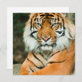 Invitations oranges de tigre (Devant / Derrière)