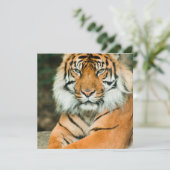 Invitations oranges de tigre (Debout devant)