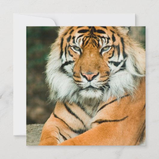 Invitations oranges de tigre (Devant)