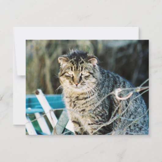 Invitations sauvages de chat de Tom de punk rock (Devant)