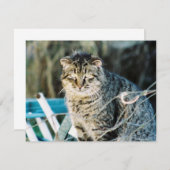 Invitations sauvages de chat de Tom de punk rock (Devant / Derrière)