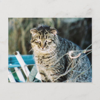 Invitations sauvages de chat de Tom de punk rock