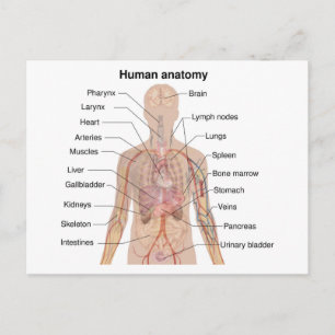 Inwendige organen Anatomiegrafiek menselijk lichaa Briefkaart