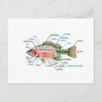 Inwendige organen Vector Kunstdiagram Anatomie