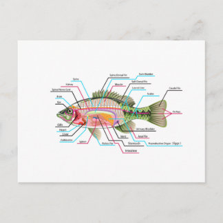 Inwendige organen Vector Kunstdiagram Anatomie Briefkaart