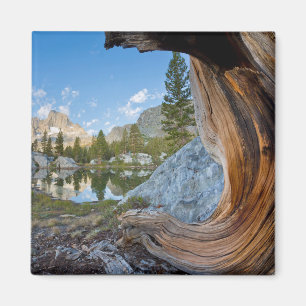 Inyo National Forest, Californië Magneet