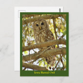 Iowa Barred Owl Briefkaart (Voorkant / Achterkant)