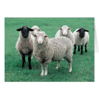 Iowa Sheep