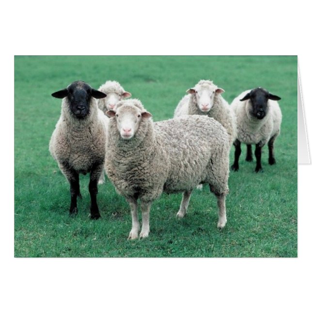 Iowa Sheep (Devant horizontal)