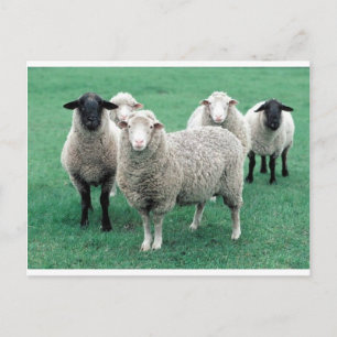 Iowa Sheep Briefkaart