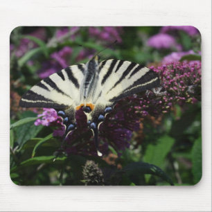Iphiclides podaliririus muismat