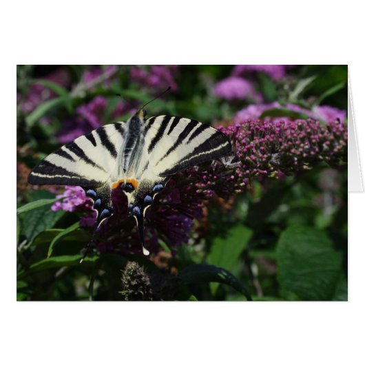 Iphiclides podalirius (Devant horizontal)