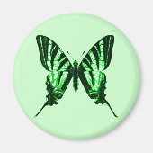 Iphiclides podalirius Magnet (Devant)