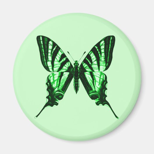 Iphiclides podalirius Magnet (Devant)