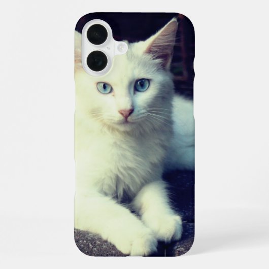 iPhone 16 Plus Coque de téléphone Chat Mignon (Verso)