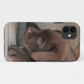 Iphone 5 hoesje met chocolade Labrador-rekruter (Achterkant (horizontaal))