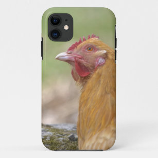 iPhone 5 poulet Coque
