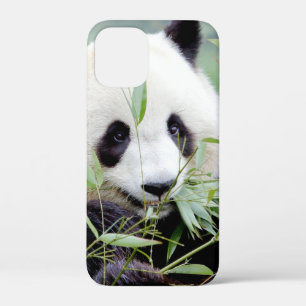 iPhonezaak Foto reus panda, dieren. iPhone 12 Mini Hoesje