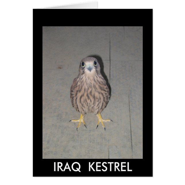 IRAQ KESTREL BLANK CARD (Voorkant)