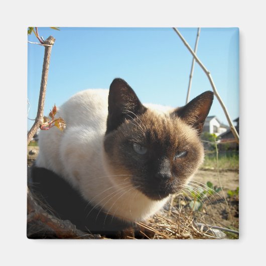 Irate Kat Magneet (Voorkant)