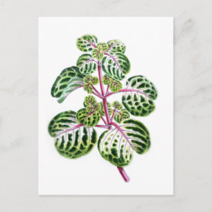 Iresine Herbstii, Aureo-Reticulata Briefkaart