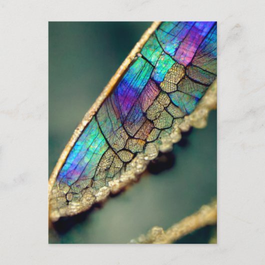 Iridescent dragonwing briefkaart (Voorkant)