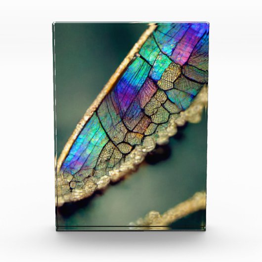Iridescent dragonwing fotoblokken (Voorkant)