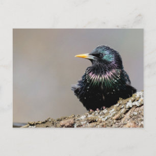 Iridescent European Starling Briefkaart
