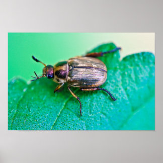 Iridescent Japans beetel Poster