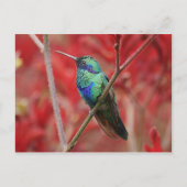 Iridiserende glans briefkaart (Voorkant)