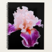 Iris (Devant)